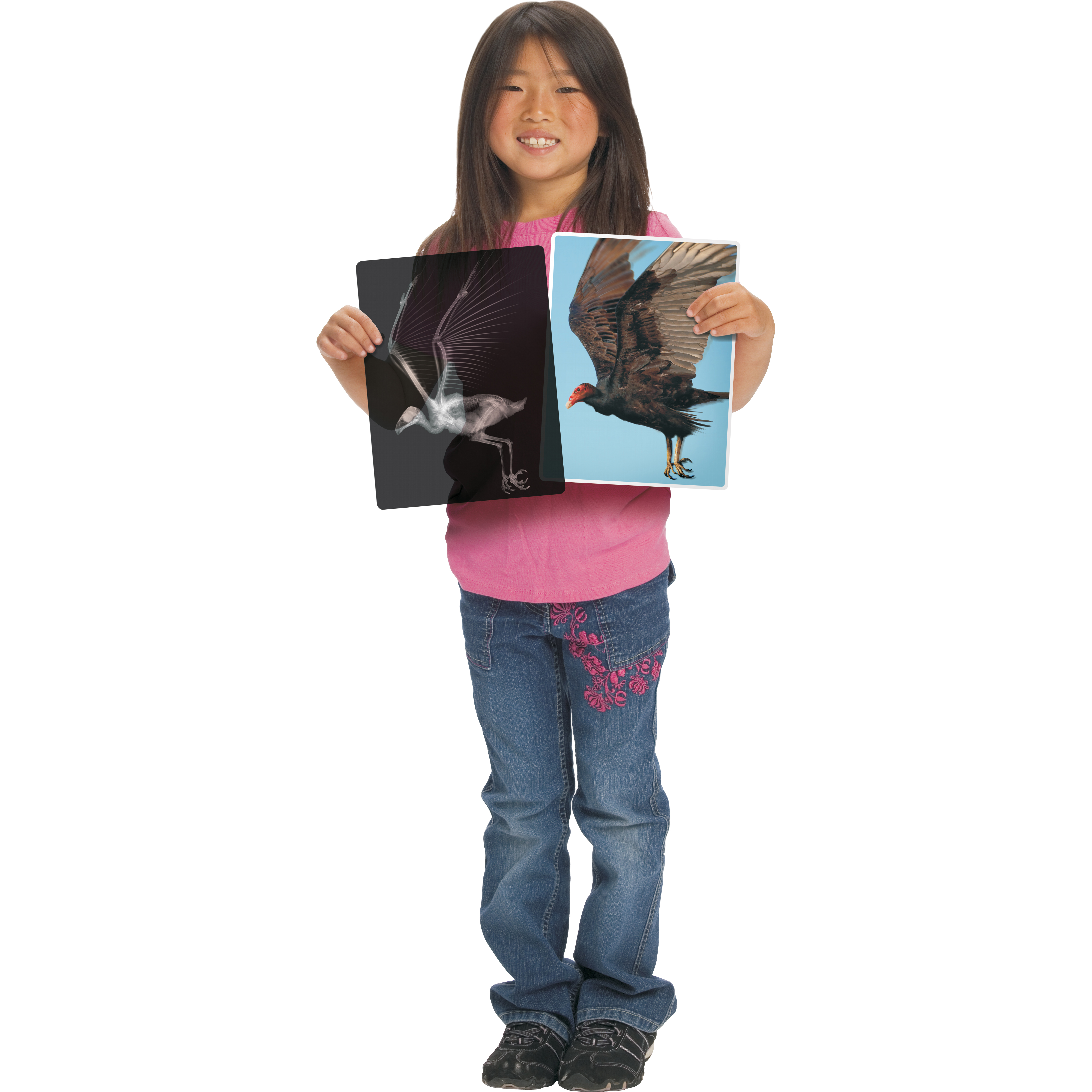 Røntgenbilleder af dyr