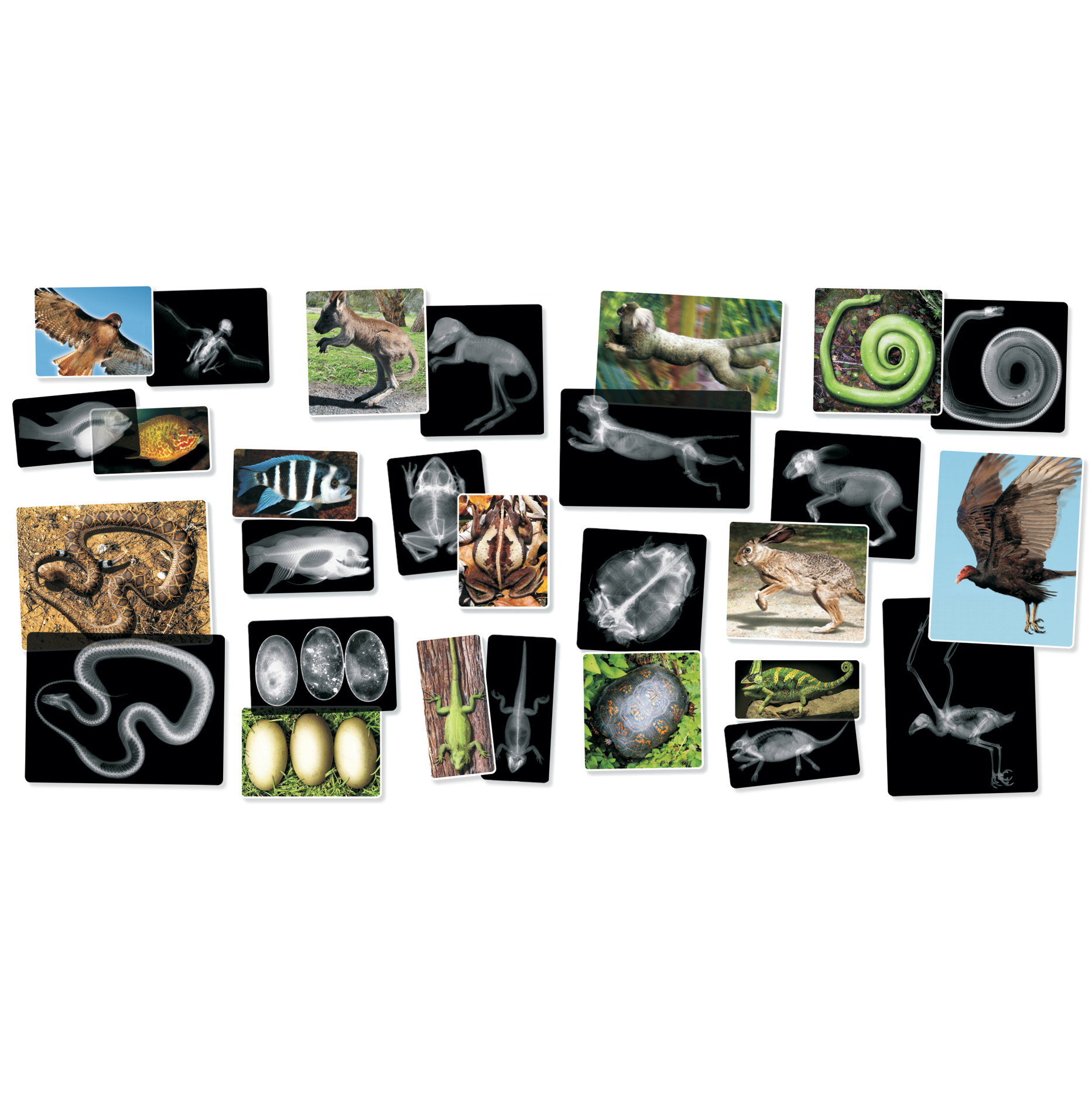 Röntgenbilder av djur